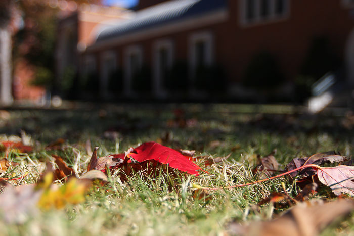 Leaf